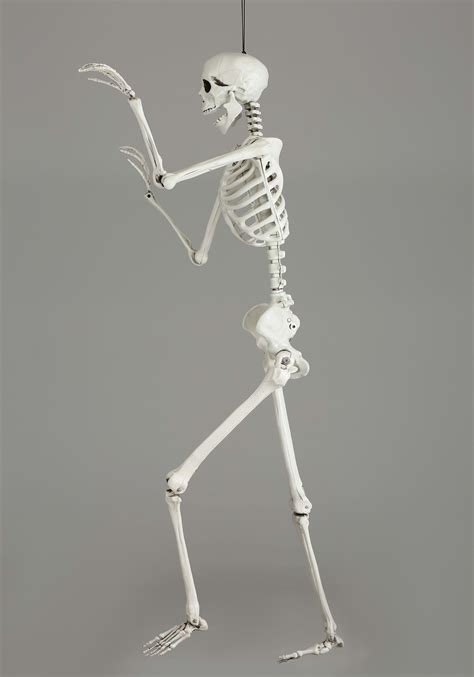 5ft skeletons - Life size skeleton . 51' height and 13.5' width . The skeleton is made of high quality materials, odorless, waterproof and durable. Product accessories can be disassembled, so it's easy to store and use. This is a life skeleton and can be used indoors or outdoors, perfect for decorating a haunted house or a bar, or playing a trick on your best ...